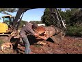 Taking down a big pine tree with a John Deere 85g excuvator