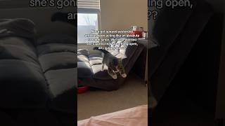 #adventurecat #cat #lifeisbutadream #funnyanimal #funnyanimal