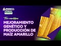 Foro: Mejoramiento genético de maíz amarillo