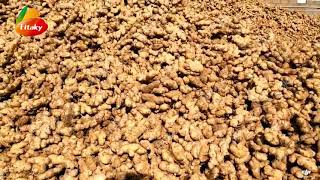 Dry Ginger Wholesale Price |Ginger Root