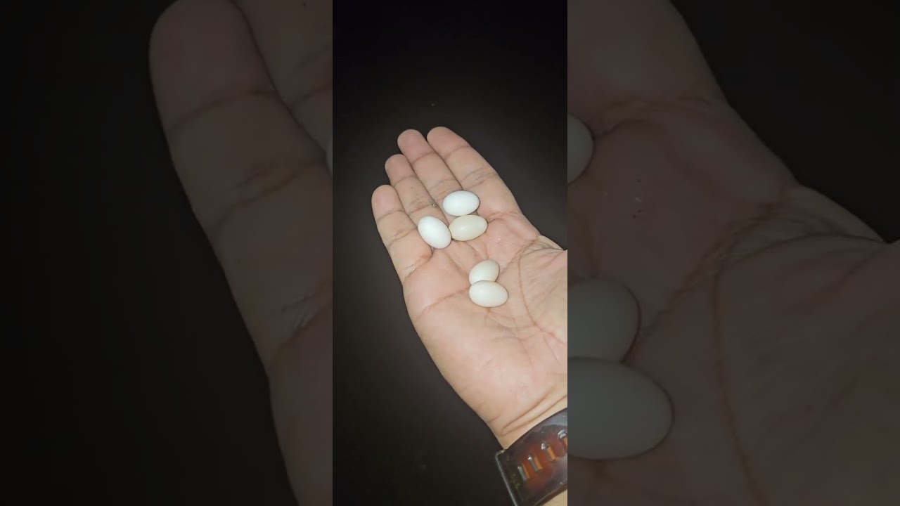 Menuai sarang burung walit 