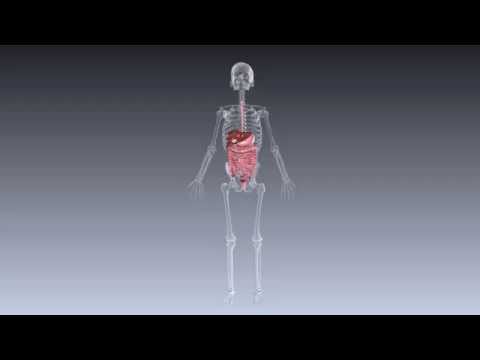 Video: Mitä Rauhaset Ovat? Anatomia Ja Toiminta