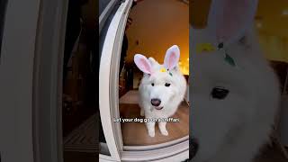 Follow My Dog's Easter Egg Hunt!