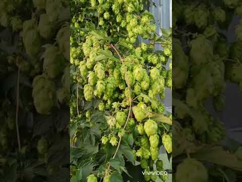 ДИКИЙ ХМЕЛЬ! Будем варить домашнее пиво 🍻 #огород #хмель #пиво #домашнеепиво