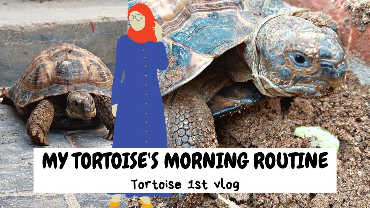 TORTOISE'S MORNING ROUTINE | TORTOISE VLOG - YouTube