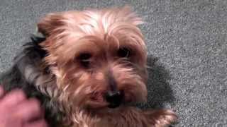 Well Behaved Yorkie