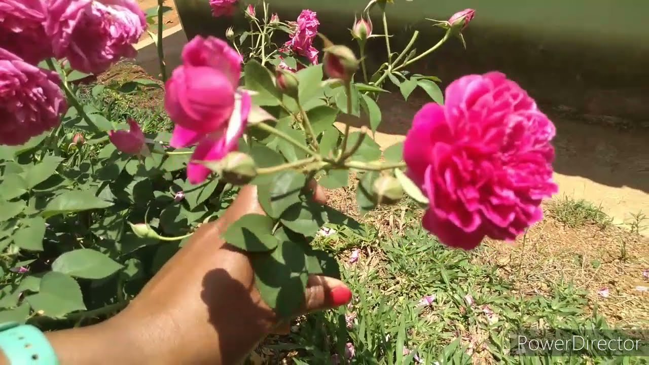 #tour pelas minhas flores parte 1/4vem ver minhas roseiras 🌹