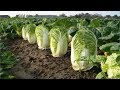 Beautiful Chinese Cabbage Farm and Harvest in Japan - Japan Agriculture Technology