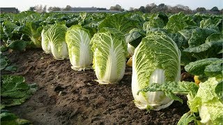 Beautiful Chinese Cabbage Farm and Harvest in Japan - Japan Agriculture Technology