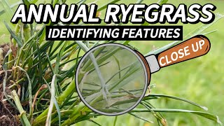 How to Identify Annual Ryegrass in the Lawn | A Closer Look