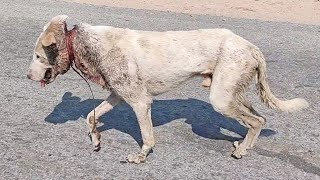 Wire cutting into a dog’s neck nearly killed him.