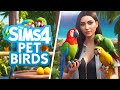 PET BIRDS ARE COMING TO THE SIMS 4!???