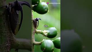 Meet The Brazilian Hopper