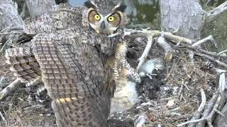 Mom Great Horned Owl Reacts to Threat to Chicks