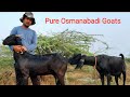Pure Osmanabadi Goat Farm at Moruchi By Amol Sir#Osmanabadi Kids#Osmanabadi Females# For sale