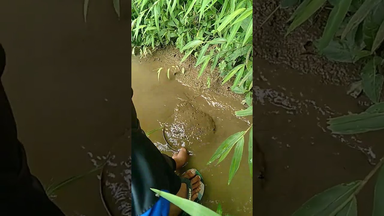 Proses Mencari Cacing Sutra #shorts #suscribe #viral