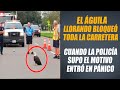 El Águila Gritando Bloqueó La Carretera, La Policía Entró En Pánico Cuando Supo El Motivo