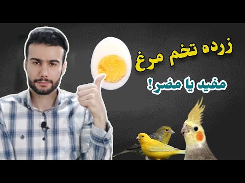 تصویری: سفره مخصوص پرندگان