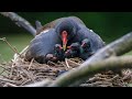 Ein Nest ist nicht genug - Schachtelbrut bei den Teichhühnern