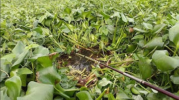 Câu trúng cá hiếm mè hôi, cá rô khủng, cá chép, cá dãnh | Câu cá ổ T 334