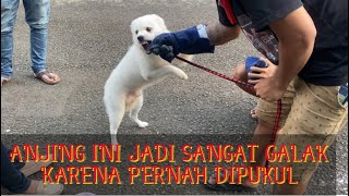 ANJING INI TRAUMA BERAT,  DISIKSA SAAT DITITIPKAN DI PET CARE . Part 1