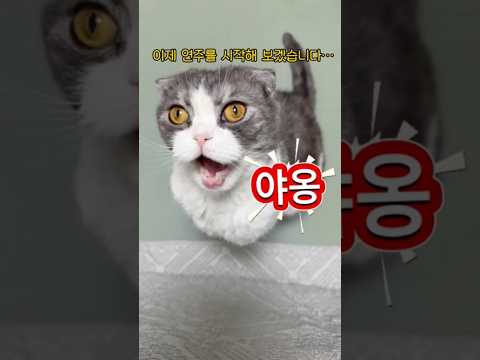 진짜 바이올린 켜는 줄 알았음ㅋㅋ 🎻🐱| #고양이 #cat #catshorts #고양이쇼츠 #웃긴고양이 #고양이일상 #귀여운고양이  #funnycats #scottishfold