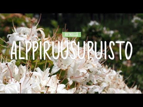 Video: Istutus alppiruusujen lähelle – Rhododendron- ja atsaleakumppanit