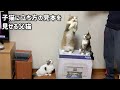 子猫にお手本を見せるお父さん猫