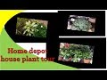 Home Depot House Plants Tour( Winter indoor plants) 식물구경하기