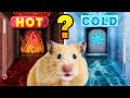Hot vs cold maze for hamster  diy maze challenge