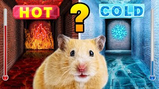 Hot vs Cold Maze For Hamster 🔥❄️ DIY Maze Challenge