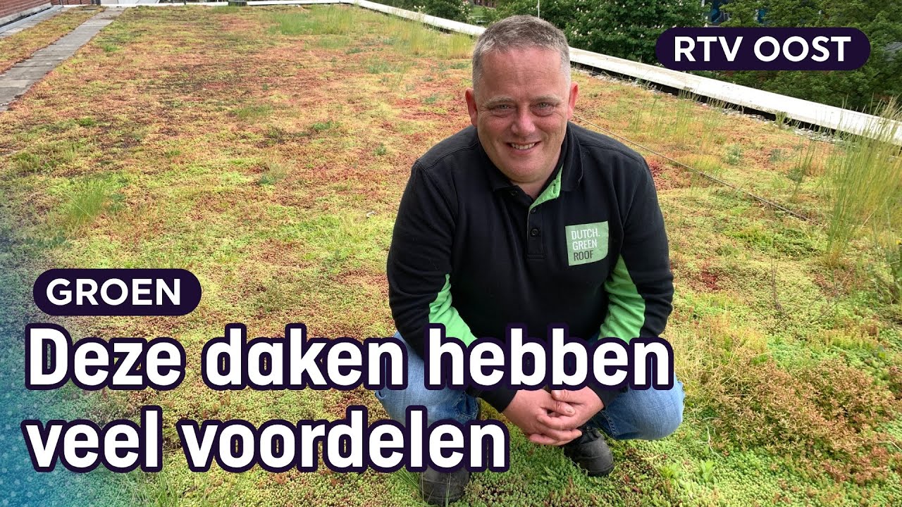 Groene daken zijn fantastisch, maar waarom zie je het zo weinig? | RTV Oost