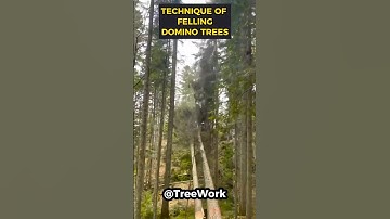 The technique of felling domino trees! #shorts
