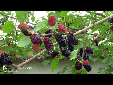 Video: Was ist ein fruchtloser Maulbeerbaum - Anbautipps und fruchtlose Maulbeerpflege