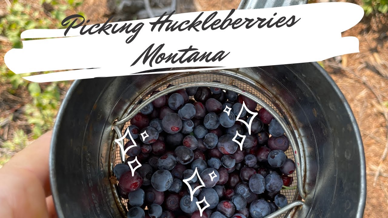 Huckleberry picking in Montana