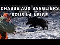 Battue aux sangliers