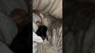 Cat Introduces New Born Kittens To Pet Parent