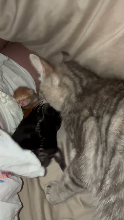 Cat Introduces New Born Kittens to Pet Parent