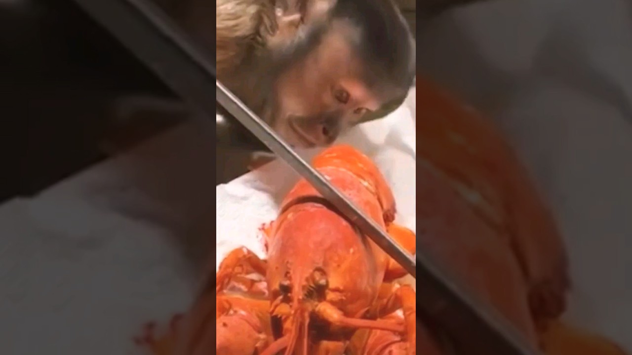 She Couldn't Believe Her Eyes! (🐒 vs🦞) 