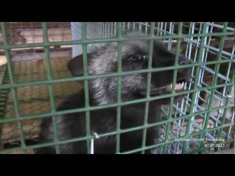 Horrific Fur Farm Footage from Animal Protection Norway and Network for Animal Freedom