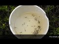 Mosquito larvae surveillance – larval dipping techniques