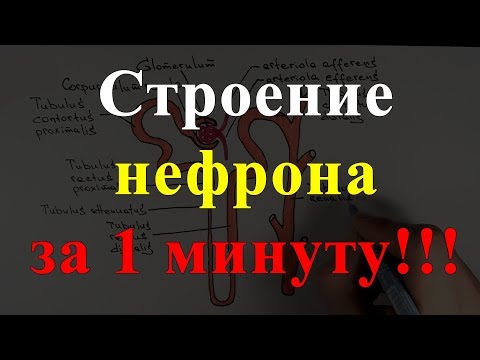 Видео: В каком месте нефрона?