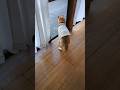 母の帰りを待つ柴犬　 #shibainu #柴犬