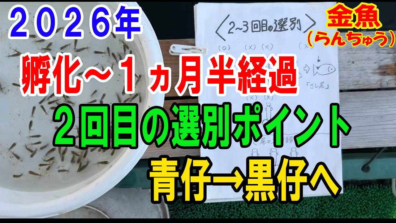 Ranchu (#Goldfish) Breeder's Record No. 349: From Hatching to 1.5