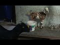 My Goats are Playing 😃