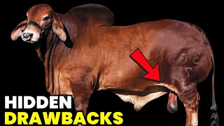 📢 Red Brahman: 7 Critical Disadvantages & Strategies to Overcome Challenges