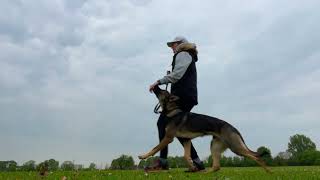 IGP Training - On Lead Heelwork