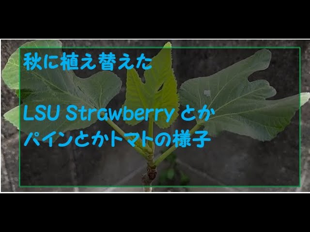 イチジク苗　LSU strawberry
