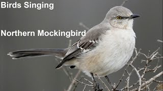 Birds Singing - Northern Mockingbird - Sounds of Nature