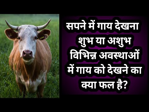 वीडियो: गाय क्यों सपना देख रही है
